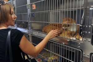 animal cruelty5075274.jpg
