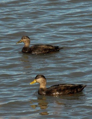 black duck