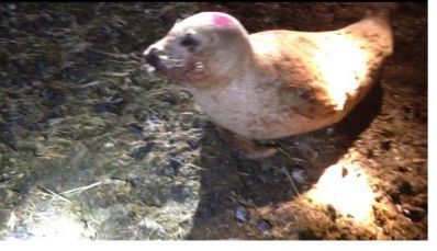 Sandy Seal