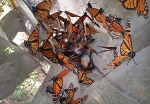 In Mexico, Monarchs by the million