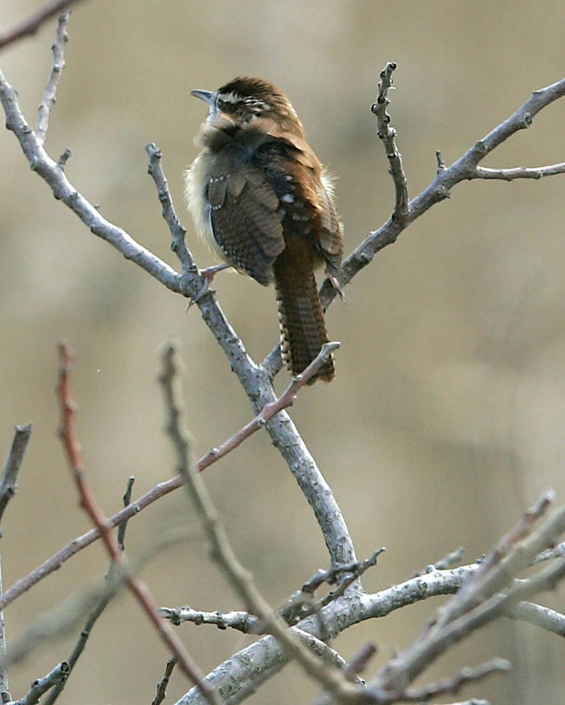 Birds of Southern New Jersey Press of Atlantic City Photo Galleries