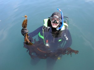 kelp