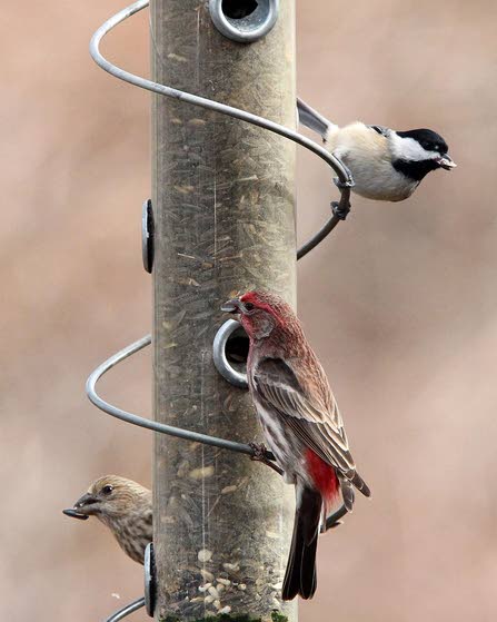 Pick a feeder based on the birds you want to attract