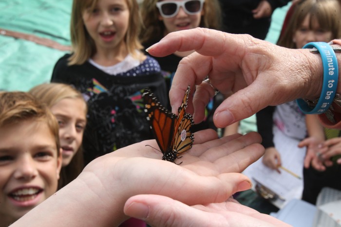 sandy monarchs