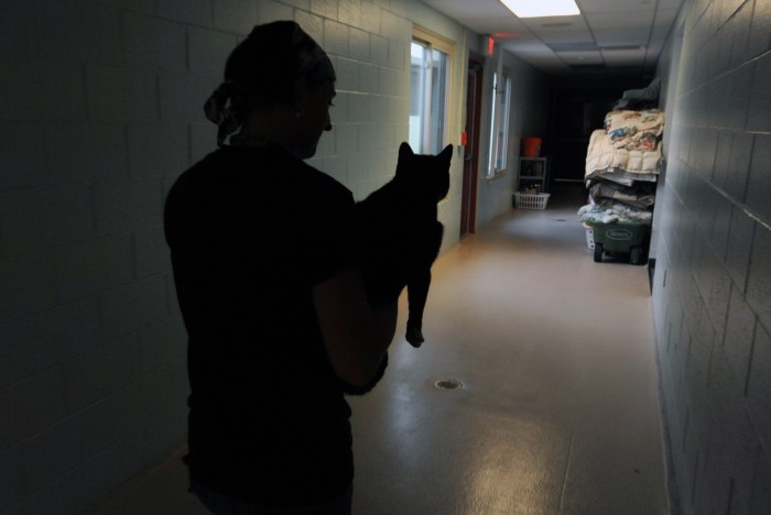 animal cruelty5075270.jpg