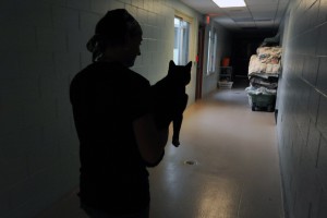 animal cruelty5075270.jpg