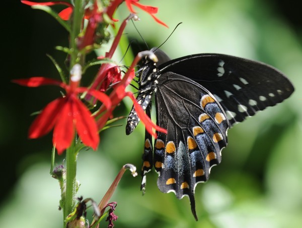 Butterfly Loss
