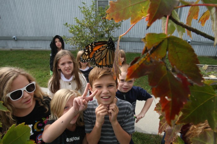 sandy monarchs