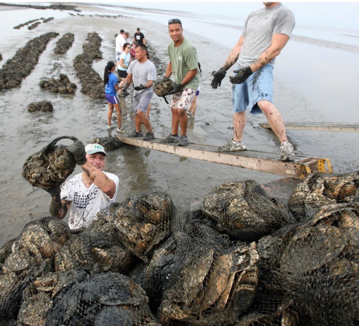 Oysters