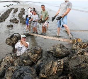 Oysters