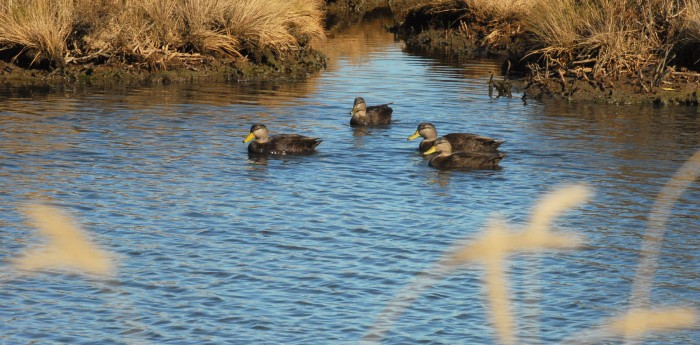 black duck