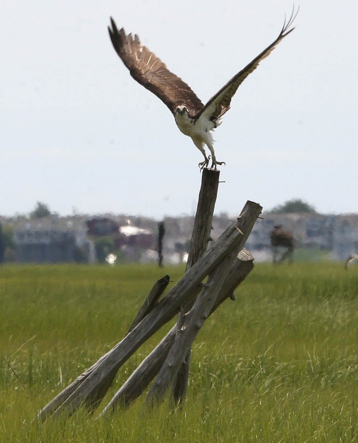 Osprey Banding
