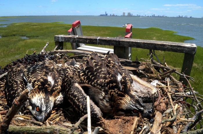 sandy osprey banding