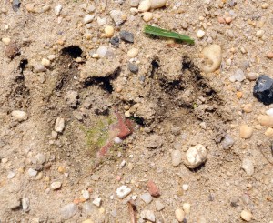Millville Bear 1