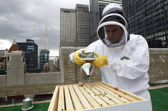 Bees the latest guests to check in at Waldorf Astoria
