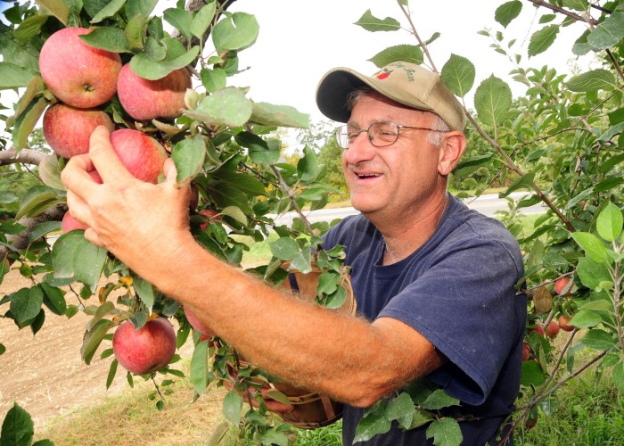 Apples 1 09.28