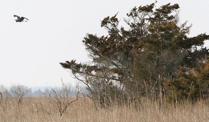 Wetlands92473512.jpg