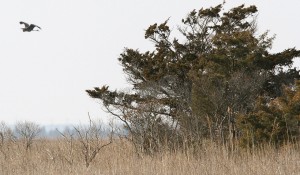 Wetlands92473512.jpg
