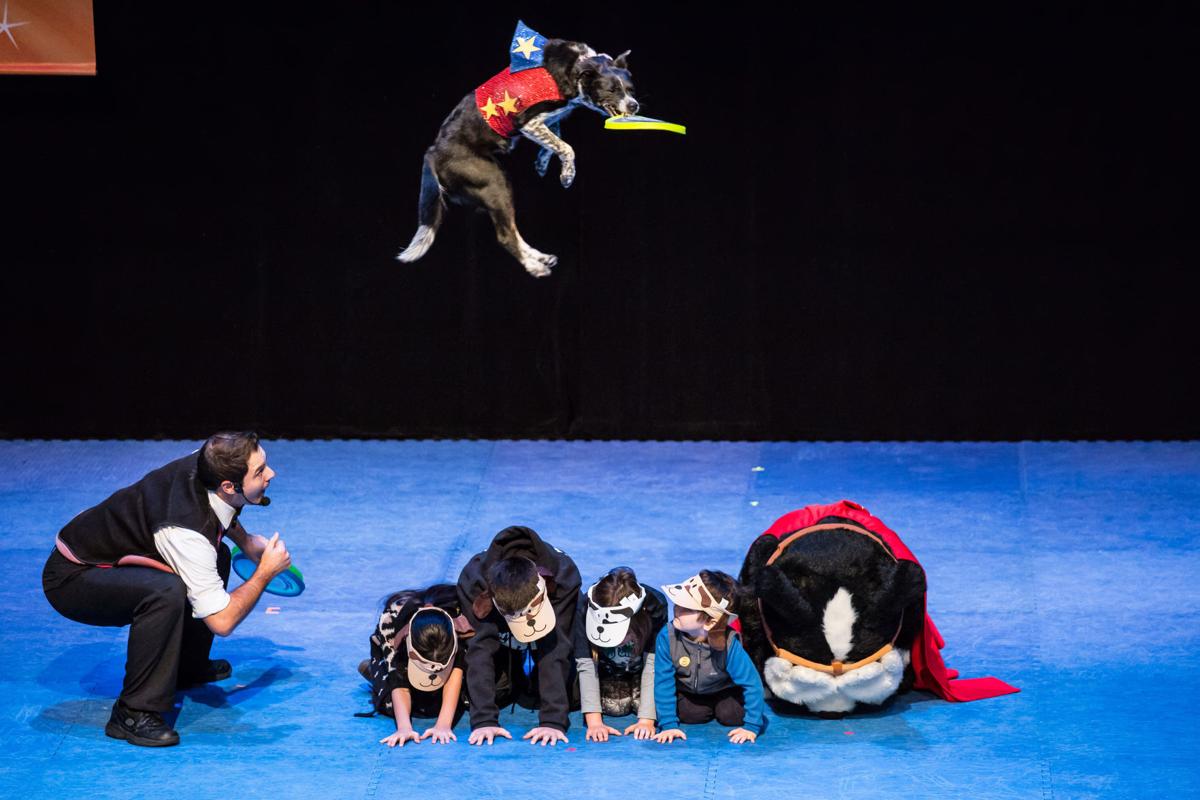 puppy experience stunt experience mixes up the and pony show with comedy and craft puppy experience stunt experience mixes up the and pony show with comedy and craft