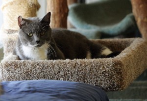 Abandoned Cats OC HS