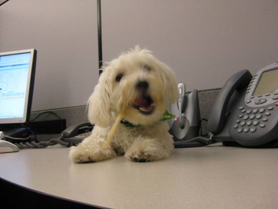 Bringing canines to work is doggone good idea
