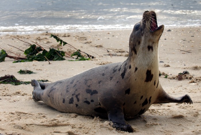 seals