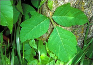 Poison ivy