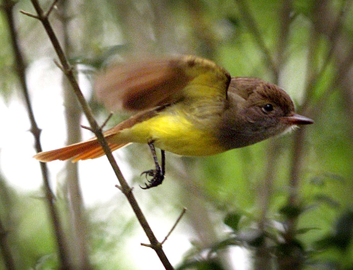 Birds of Southern New Jersey Press of Atlantic City Photo Galleries