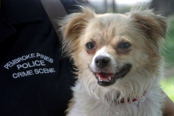 Police help lost pets along journey back home