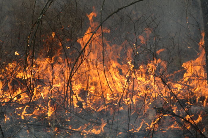FORESTFIRE SEASON