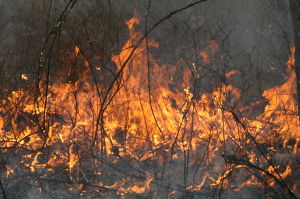 FORESTFIRE SEASON