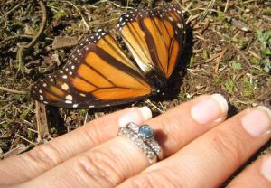In Mexico, Monarchs by the million