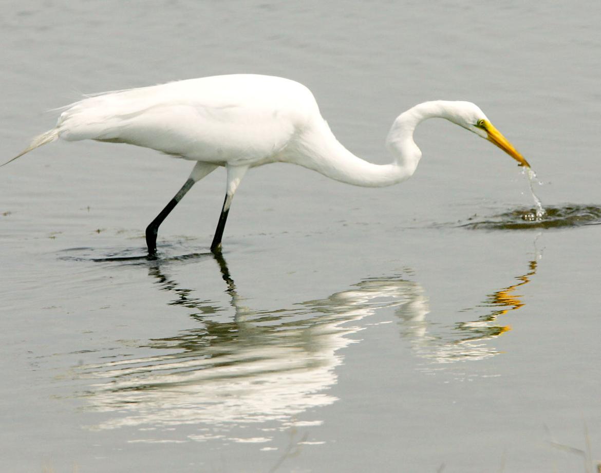 birds of southern new jersey press of atlantic city birds of southern new jersey press of atlantic city
