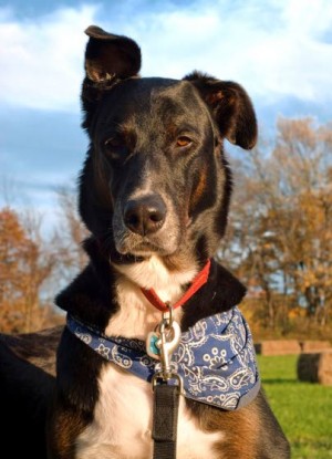 Pets: Deaf dogs can make good pets with training, love