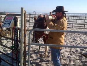 Horses on the beach