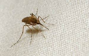 Mosquito