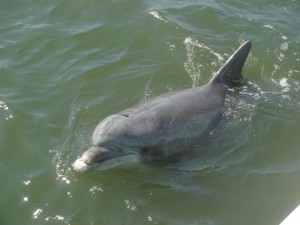 Dolphin 56