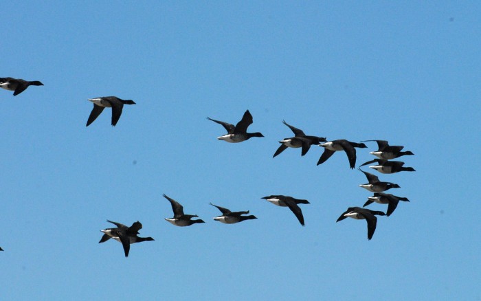 black duck