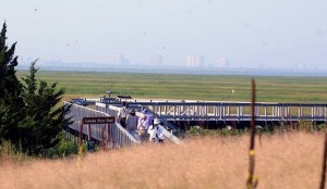 Forsythe NWR offering walk for beginning birders Sunday