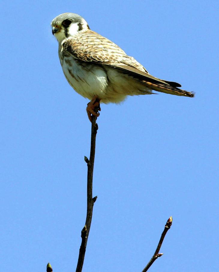 birds of southern new jersey press of atlantic city birds of southern new jersey press of atlantic city