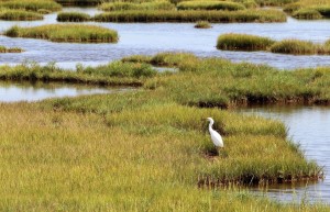 Tidal tales: Salt marsh