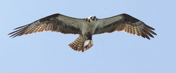 Osprey Banding