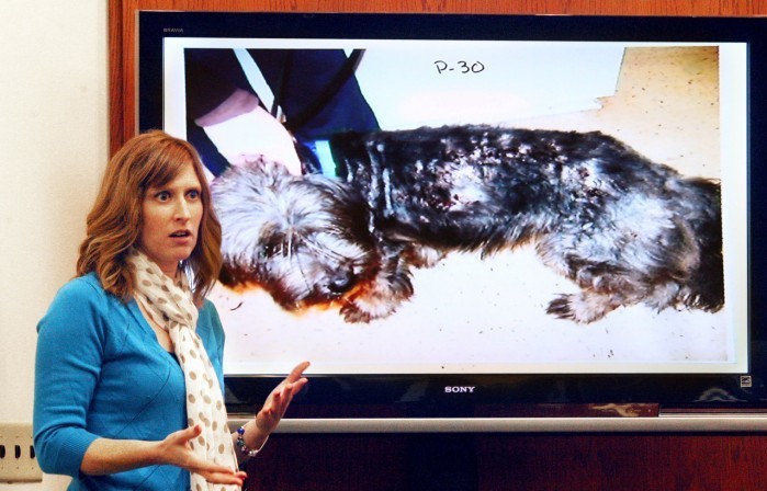  animal cruelty 1