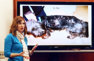  animal cruelty 1