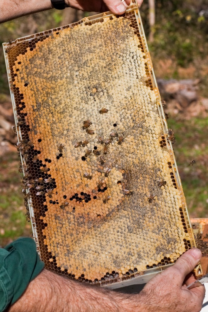 beekeeping112924801.jpg