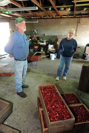 test4Cranberry Harvest81644975.jpg