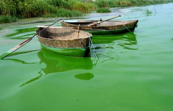 algea