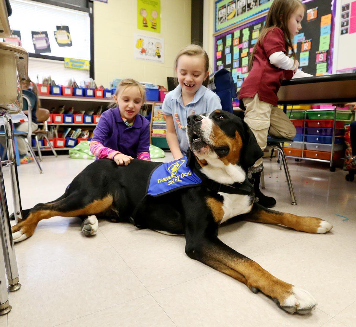 Therapy Dog In Classroom For Sale Therapy Dog In Classroom For Sale