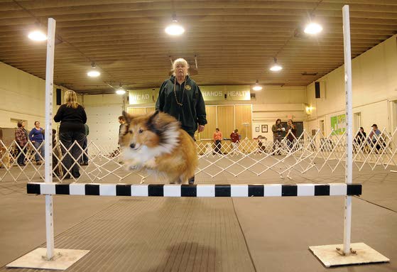 Pinelands K-9 Club gives dog owners needed help