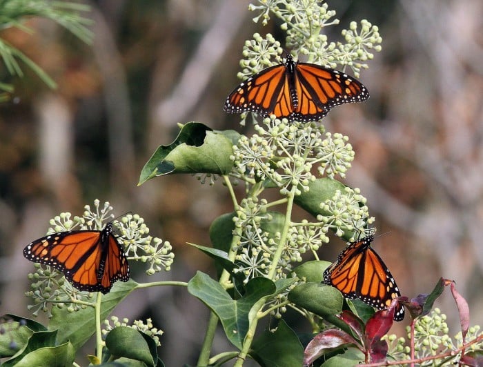 monarch butterflies